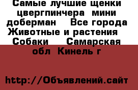 Самые лучшие щенки цвергпинчера (мини доберман) - Все города Животные и растения » Собаки   . Самарская обл.,Кинель г.